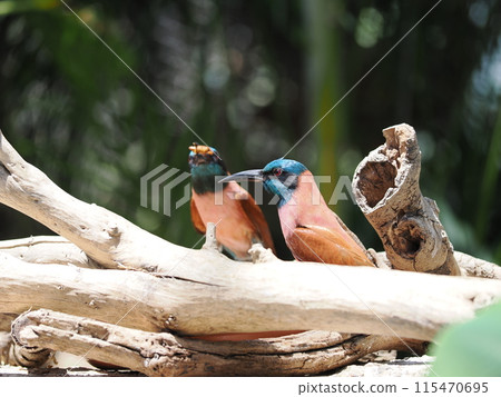 玫瑰食蜂鳥 115470695