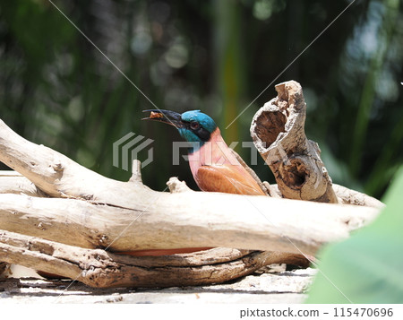 玫瑰食蜂鳥 115470696