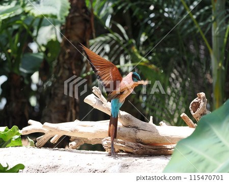 Scarlet Bee-eater 115470701