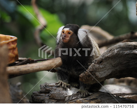 Common marmoset of Kobe Animal Kingdom Common marmoset of Kobe Animal Kingdom 115470758