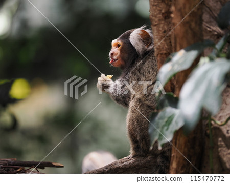 Common marmoset of Kobe Animal Kingdom 115470772