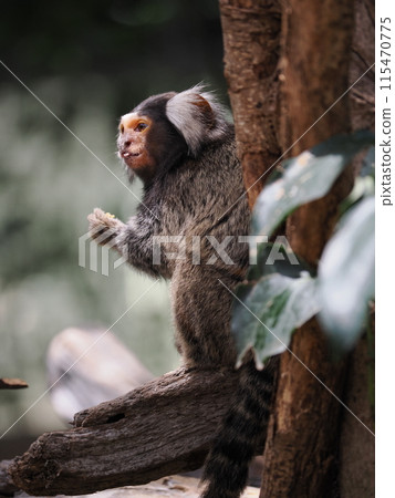 Common marmoset of Kobe Animal Kingdom Common marmoset of Kobe Animal Kingdom 115470775