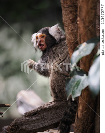 神戶動物王國的共同mar猴 神戶動物王國的共同mar猴 115470777