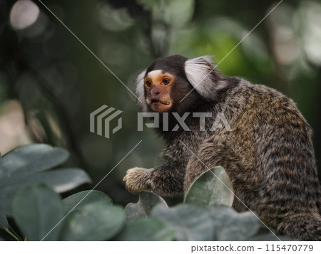 Common marmoset of Kobe Animal Kingdom Common marmoset of Kobe Animal Kingdom 115470779