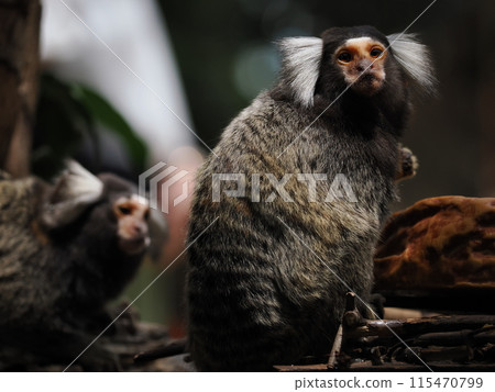 Common marmoset of Kobe Animal Kingdom Common marmoset of Kobe Animal Kingdom 115470799