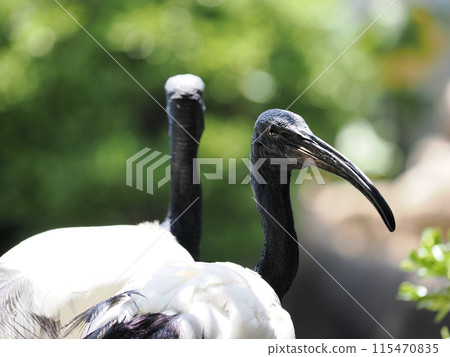Kobe Animal Kingdom's African Krotoki 115470835