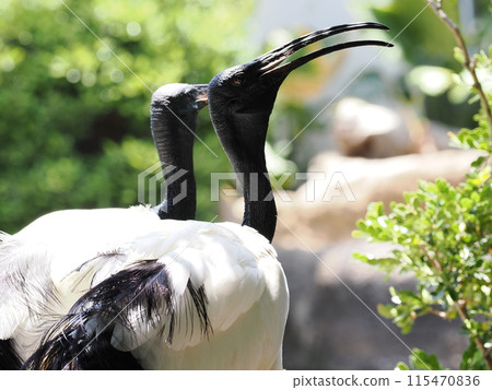 Kobe Animal Kingdom's African Krotoki 115470836