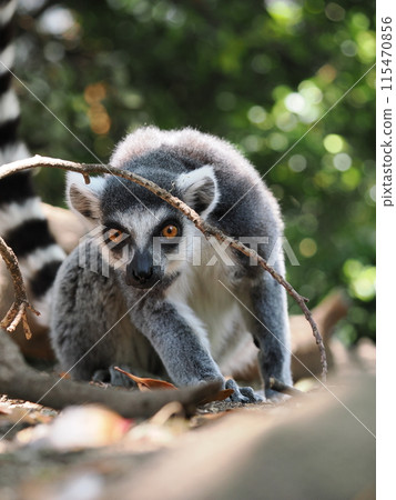 Watching lizard brown lemur 115470856
