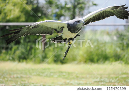 Wasinothri 115470899