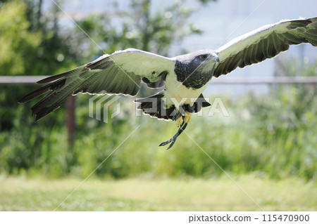 Wasinothri Wasinothri 115470900