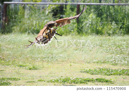 鳥兒起飛 鳥兒起飛 115470908