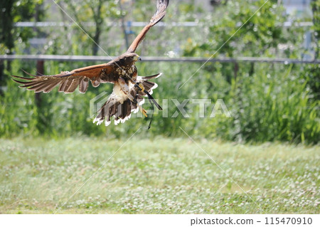 Harris Hawk Harris Hawk 115470910