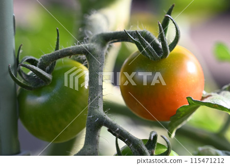 Cultivation home garden of tomatoes turning red 115471212