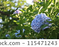Hydrangea 115471243