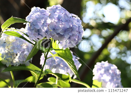 繡球 繡球 115471247