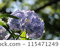 Hydrangea 115471249