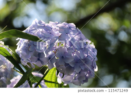 Hydrangea 115471249
