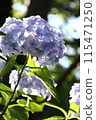 hydrangea   115471250
