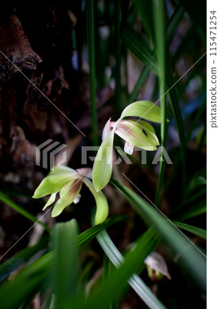 Spring orchids blooming in the shade of a tree. The flower language is "simple heart" and "modest beauty", a graceful wild orchid. 115471254