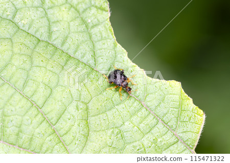 Himegodara Otoshibumi 115471322