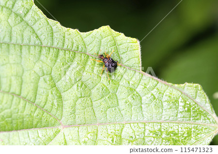 Himegodara Otoshibumi 115471323