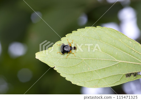 Himegodara Otoshibumi 115471325