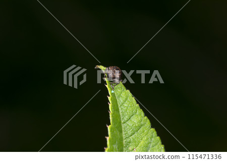 象鼻蟲象鼻蟲 115471336