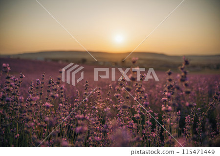 Blooming lavender field. Beautiful purple flowers. Regional organic cultivation. Blooming lavender field. Beautiful purple flowers. Regional organic cultivation. 115471449