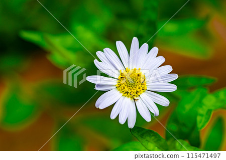 Top view of blooming single white Aster flower. 115471497