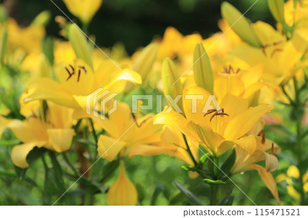 Yellow lilies blooming in the Kasui Lily Garden Yellow lilies blooming in the Kasui Lily Garden 115471521