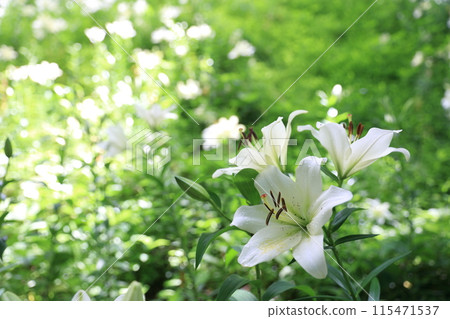 嘉水百合園裡,白色的百合花盛開。 嘉水百合園裡,白色的百合花盛開。 115471537
