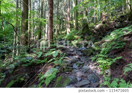 View of the mountain trail leading up to Mt. Bonoori from the Shirayazawa trailhead 115471605