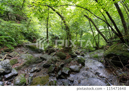 從白澤登山口眺望Bonooriyama 的山路 115471648