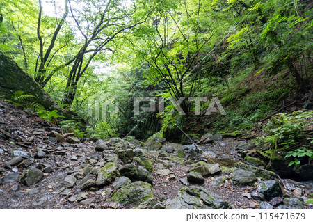 View of the mountain trail leading up to Mt. Bonoori from the Shirayazawa trailhead 115471679