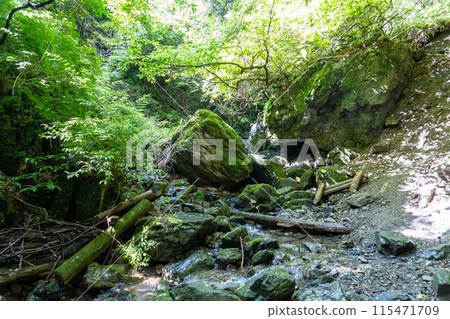 從白澤登山口眺望Bonooriyama 的山路 115471709