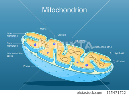 Mitochondria structure. Anatomy of motochondrion. Mitochondria structure. Anatomy of motochondrion. 115471722