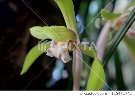 Spring orchids blooming in the shade of a tree. The flower language is "simple heart" and "modest beauty", a graceful wild orchid. Spring orchids blooming in the shade of a tree. The flower language is "simple heart" and "modest beauty", a graceful wild orchid. 115471742