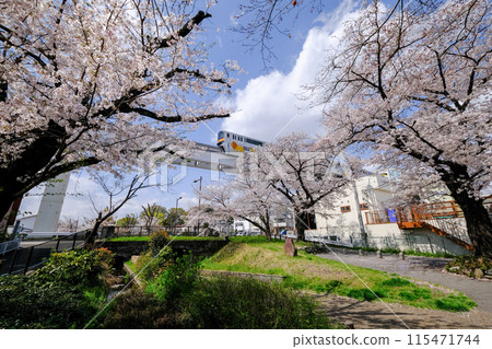 立川市,東京,春天,根川綠道風景與多摩單軌電車 立川市,東京,春天,根川綠道風景與多摩單軌電車 115471744