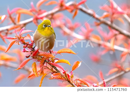 White-eye 115471760