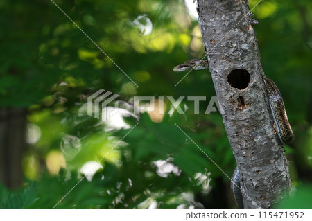 尋找獵物的條紋蛇 115471952