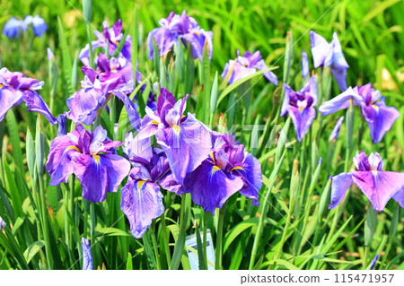 [香川縣] 川津菖蒲節（川津菖蒲花園） 115471957