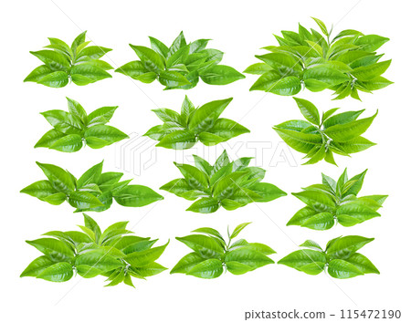 green tea leaf isolated on white background 115472190