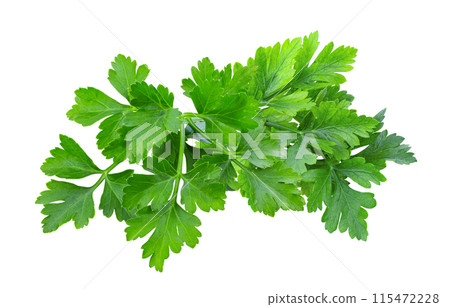 Parsley herb isolated on white background Parsley herb isolated on white background 115472228