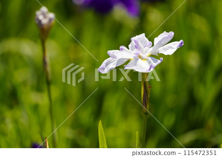 哈娜莎華 哈娜莎華 115472351