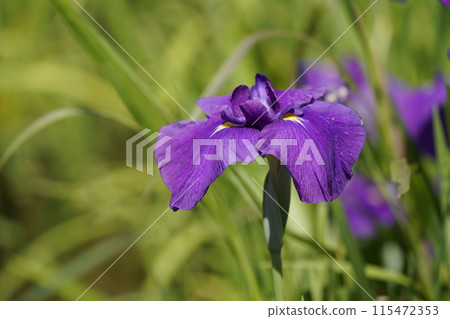 Hana shawab 115472353