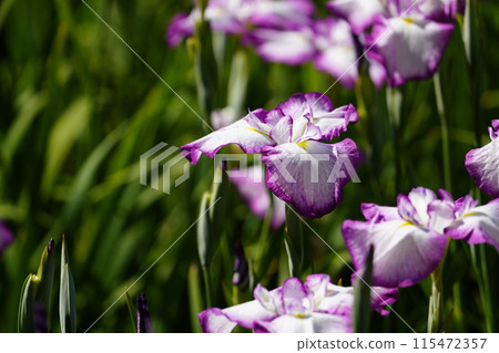 哈娜莎華 115472357