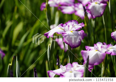 哈娜莎華 115472358