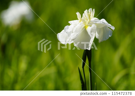 哈娜莎華 115472378