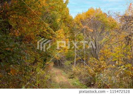 新潟縣妙高市篠峰週邊的森林，秋葉風景 115472528