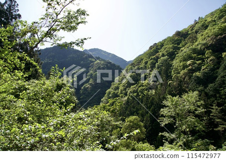 Scenery of trees in Kochi in May 115472977